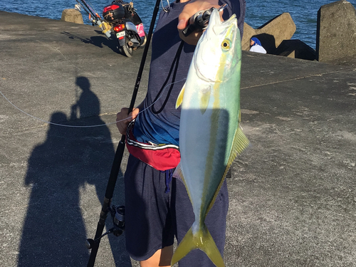 ツバスの釣果