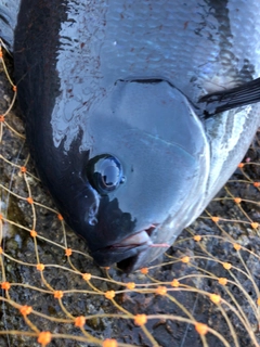 オナガグレの釣果