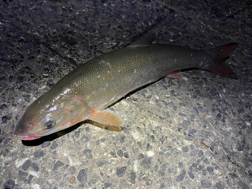 マルタウグイの釣果