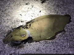 コウイカの釣果