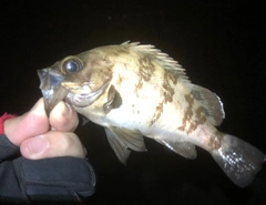 シロメバルの釣果