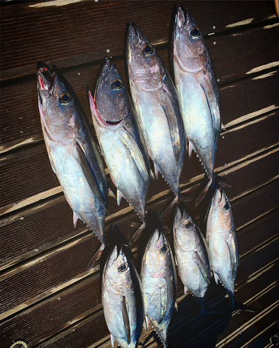 ビンチョウマグロの釣果