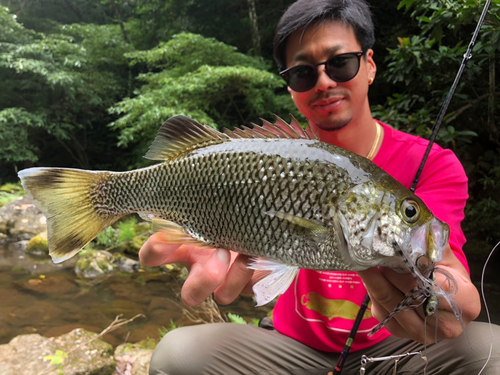 オオクチユゴイの釣果