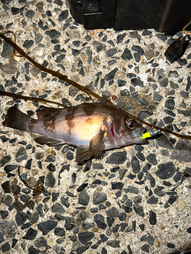 メバルの釣果