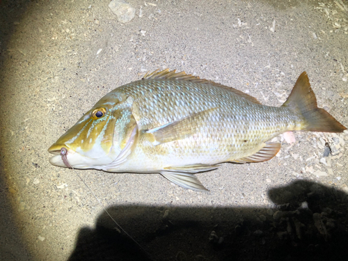 タマンの釣果