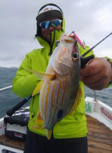 ビタローの釣果