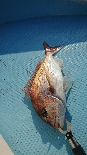 マダイの釣果