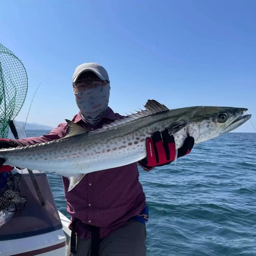 サワラの釣果