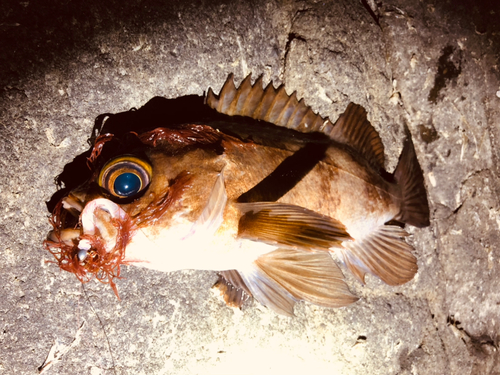 アカメバルの釣果