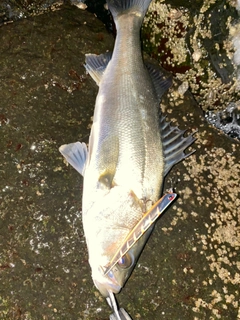 スズキの釣果