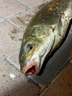 マルタウグイの釣果