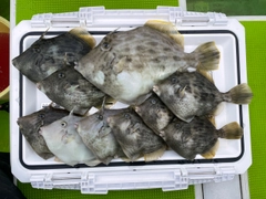 カワハギの釣果