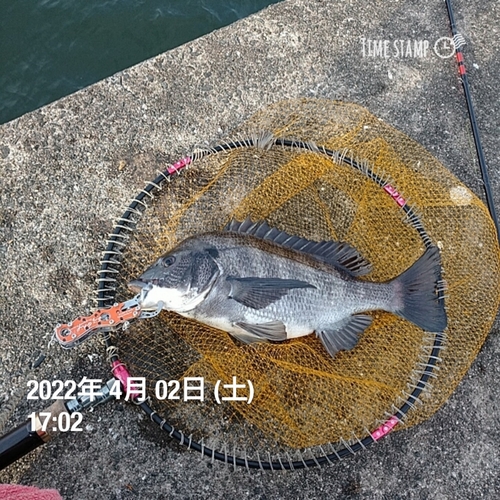 チヌの釣果