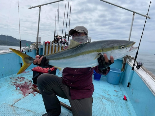 ブリの釣果