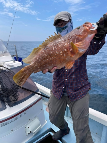 アコウの釣果