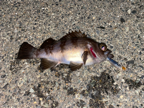 メバルの釣果