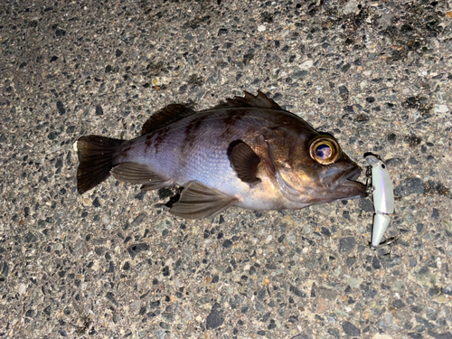 メバルの釣果