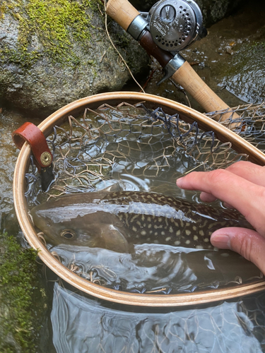 アメマスの釣果