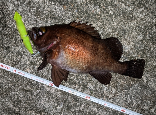 メバルの釣果