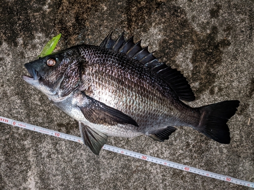 クロダイの釣果