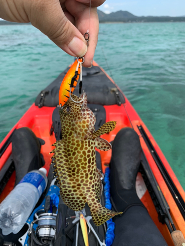 イシミーバイの釣果