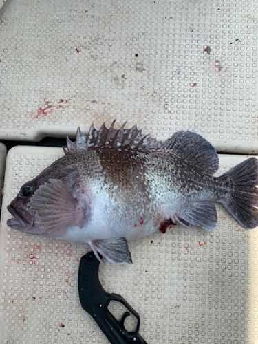 タヌキメバルの釣果