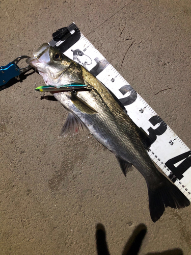 シーバスの釣果