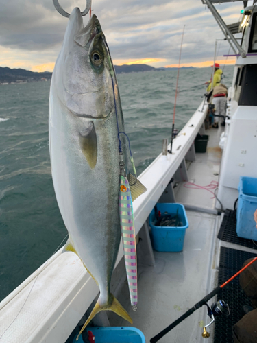 ハマチの釣果