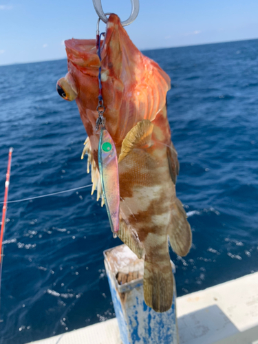 アカハタの釣果