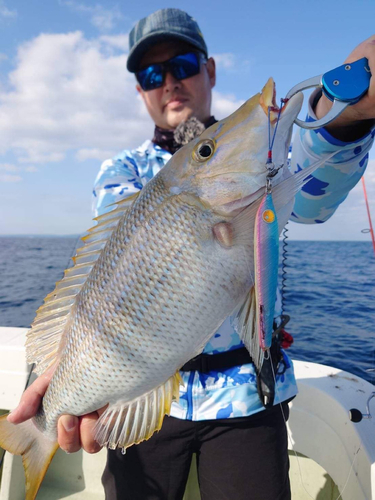 ハマフエフキの釣果