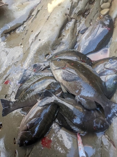 メジナの釣果