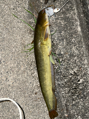 ナマズの釣果