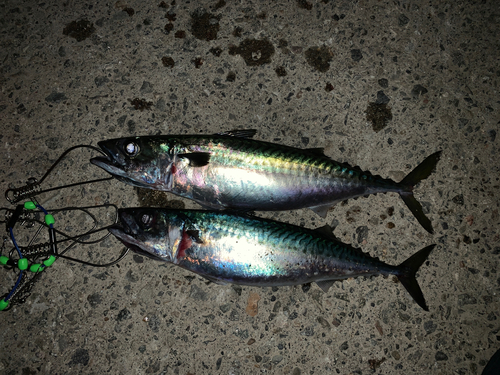 サバの釣果