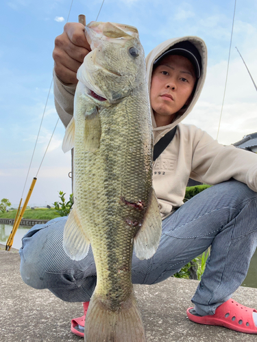 ブラックバスの釣果