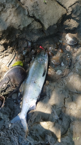 カラフトマスの釣果