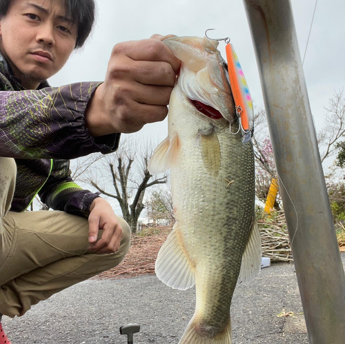 ブラックバスの釣果