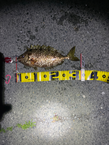 アイゴの釣果