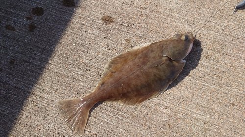 カレイの釣果