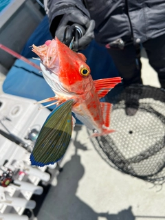 ホウボウの釣果