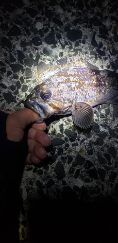 クロソイの釣果