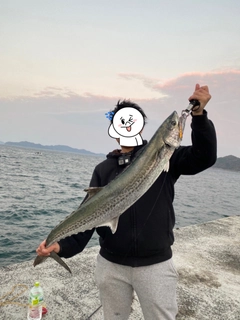 サワラの釣果