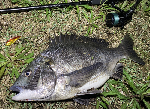 クロダイの釣果