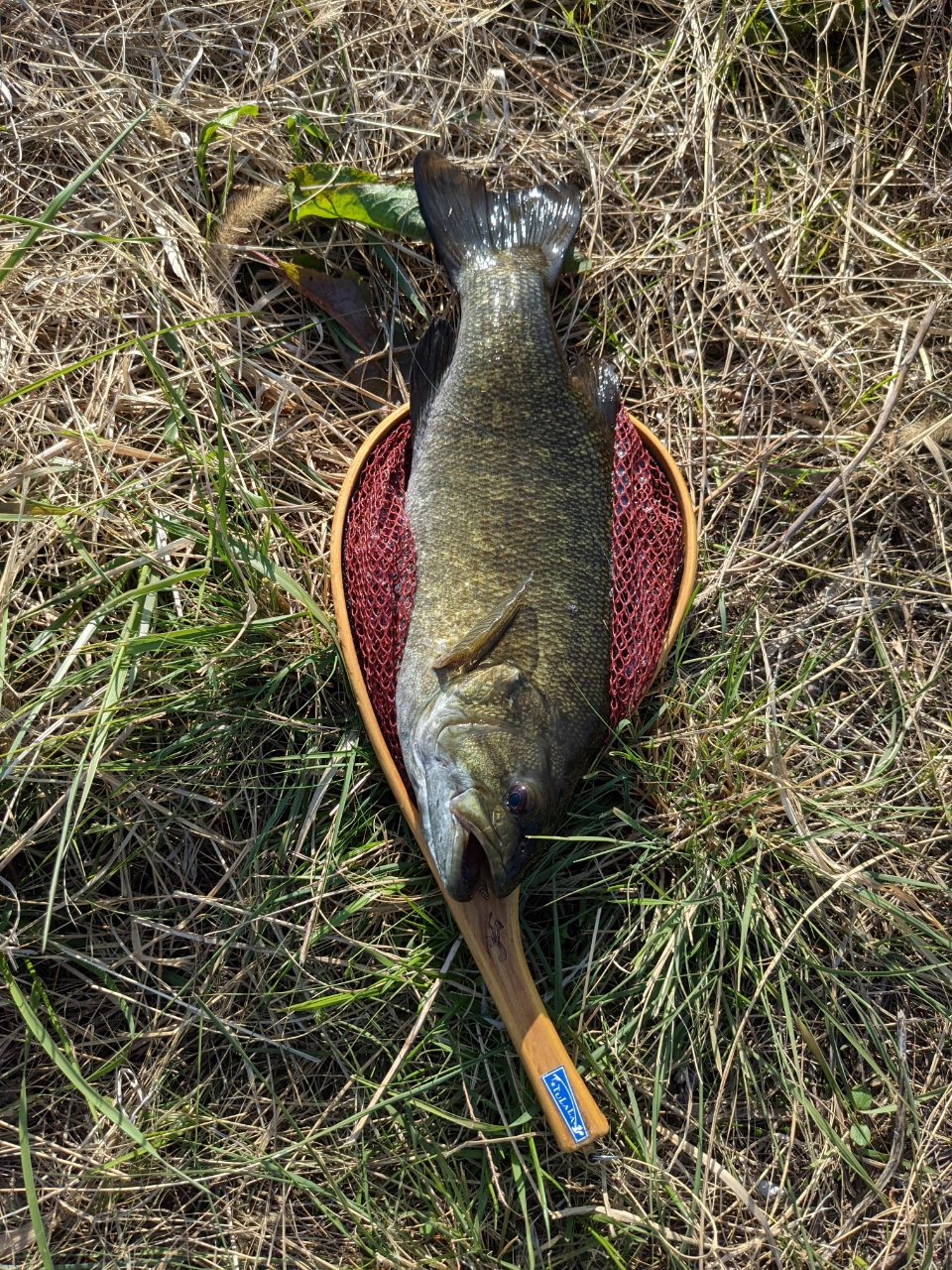 スモールマウスバス