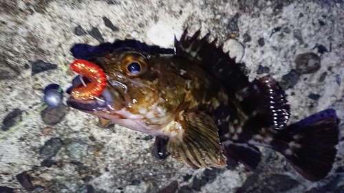 カサゴの釣果