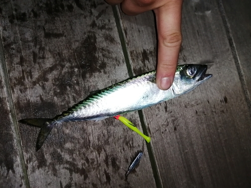 サバの釣果