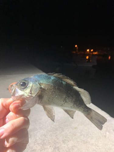 メバルの釣果