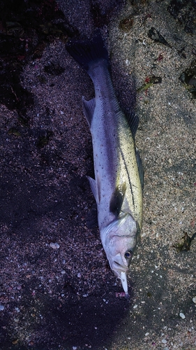 マルスズキの釣果