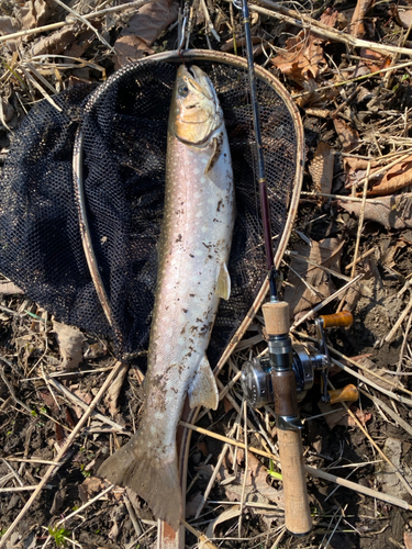 アメマスの釣果