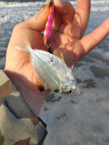 ヒイラギの釣果