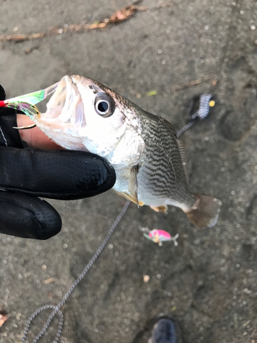 ニベの釣果